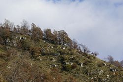 Alberi sopra la china